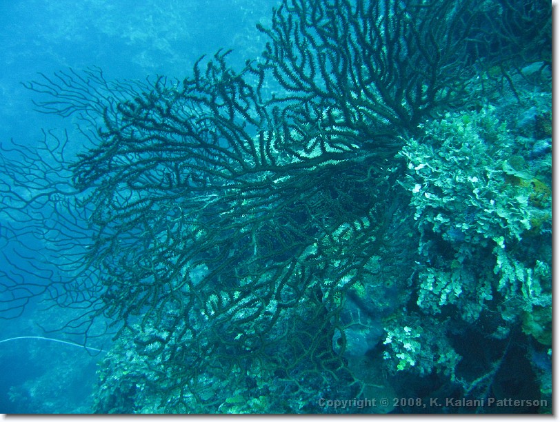 Click for the original image