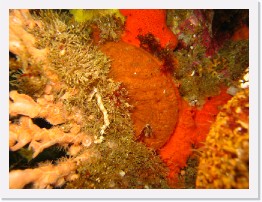 IMG_0464 * Scallop * 3264 x 2448 * (2.35MB)