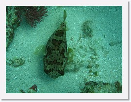 IMG_0109 * Porcupine Fish * 3072 x 2304 * (1.68MB)