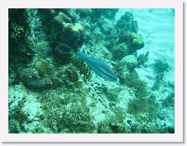 IMG_0117 * Some kind of Parrotfish * 3072 x 2304 * (2.03MB)