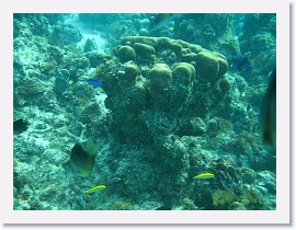 IMG_0122 * Blue Chromis, several wrasses, and a Bicolor Damselfish * 3072 x 2304 * (2.41MB)