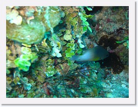 IMG_0153 * Bicolor Damselfish * 3072 x 2304 * (2.02MB)