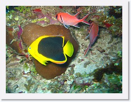 IMG_0170 * Rock Beauty and Blackbar Soldierfish * 3072 x 2304 * (2.35MB)