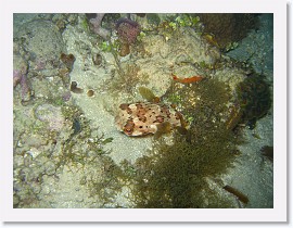 IMG_0212 * Porcupine Fish (Puffer fish) * 3072 x 2304 * (2.48MB)