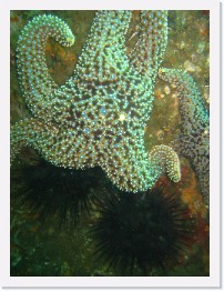 IMG_0504 * Giant Spiny Starfish and crowned sea urchins * 2048 x 1536 * (1.12MB)