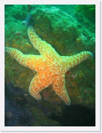 IMG_0516 * Ochre Star * 2048 x 1536 * (923KB)