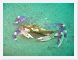 IMG_0529 * Graceful Crab * 2048 x 1536 * (646KB)