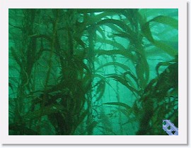 MVI_0731 * VIDEO: Kelp Forest * 1 x 1 * (61.8MB)