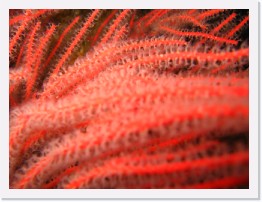 IMG_0564 * Red Gorgonian * 2048 x 1536 * (706KB)