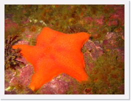 IMG_0570 * Bat Star * 2048 x 1536 * (954KB)