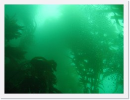 IMG_0573 * Kelp forest * 2048 x 1536 * (545KB)