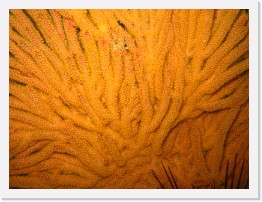 IMG_0612 * California Golden Gorgonian * 2048 x 1536 * (1.38MB)