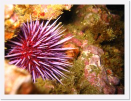 IMG_0617 * Purple Spined Urchin * 2048 x 1536 * (1016KB)