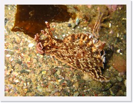 IMG_0620 * California Sea Hare * 2048 x 1536 * (1.27MB)