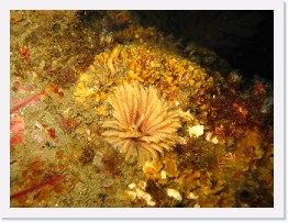 IMG_0622 * Feather Duster tube worm * 2048 x 1536 * (1.17MB)