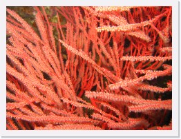 IMG_0633 * Red Gorgonian * 2048 x 1536 * (1.24MB)