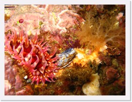 IMG_0652 * Painted Anenome and a sea cucumber * 2048 x 1536 * (977KB)