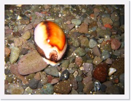 IMG_0678 * Chestnut Cowry * 2048 x 1536 * (967KB)