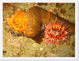 IMG_0681 * Painted Urticina and a California Sea Cucumber eating an Orange Puffball Sponge * 2048 x 1536 * (1.36MB)