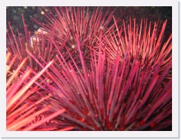 IMG_0735 * Purple Spiny Urchins * 2048 x 1536 * (1.34MB)