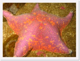 IMG_0744 * Bat Star * 2048 x 1536 * (822KB)