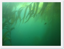 IMG_0748 * Kelp forest * 2048 x 1536 * (563KB)