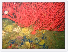 IMG_0760 * Red Gorgonian * 2048 x 1536 * (1.22MB)