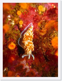 IMG_0094 * Hermissenda nudibranch * 2448 x 3264 * (2.48MB)