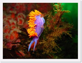 IMG_0124 * Spanish Shawl nudibranch * 3264 x 2448 * (1.72MB)