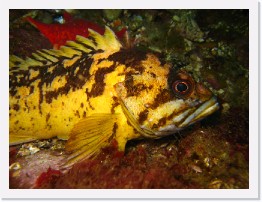 IMG_0137 * Black and Yellow Rockfish * 3264 x 2448 * (2.09MB)