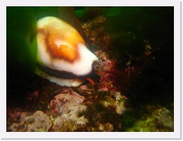 IMG_0184 * Chestnut Cowry * 3264 x 2448 * (1.4MB)