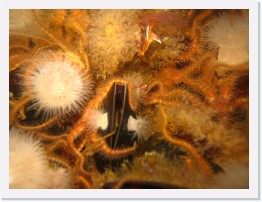 IMG_0241 * Metridiums, scallop and brittle stars * 3264 x 2448 * (1.89MB)