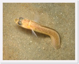 IMG_0157 * Spotted Cusk Eel digging down backwards * 3000 x 2400 * (1.35MB)