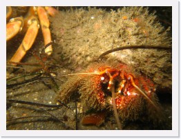 IMG_0162 * Furry Hermit Crab and Crab * 3264 x 2448 * (2.21MB)