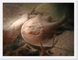 IMG_0172 * Thornback Ray * 3264 x 2448 * (1.59MB)