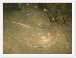 IMG_0176 * Thornback Ray * 3264 x 2448 * (2.2MB)