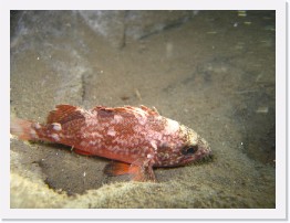 IMG_0206 * Gopher Rockfish * 3264 x 2448 * (1.9MB)