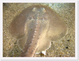 IMG_0404 * Thornback Ray * 2816 x 2112 * (1.73MB)