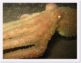 IMG_0411 * Octopus * 2816 x 2112 * (1.61MB)