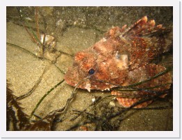 IMG_0430 * California Scorpionfish * 2816 x 2112 * (1.91MB)