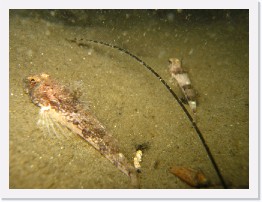 IMG_0009 * Spotfin Sculpin and Roughback Sculpin * 3264 x 2448 * (2.0MB)