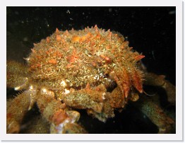 IMG_0038 * Sheepshead Crab * 3264 x 2448 * (1.92MB)