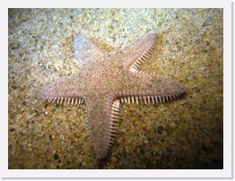 IMG_0063 * Spiny Sand Starfish * 3264 x 2448 * (2.26MB)