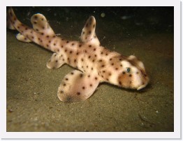 IMG_0093 * Horn Shark * 3264 x 2448 * (1.85MB)