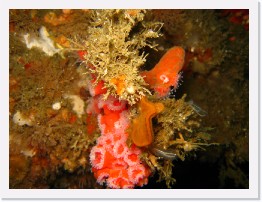 IMG_0469 * Strawberry Anenomes, clear tunicates, and unknown other * 3264 x 2448 * (2.02MB)