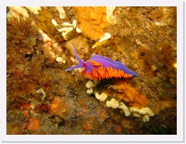 IMG_0489 * Spanish Shawl nudibranch * 3264 x 2448 * (2.33MB)