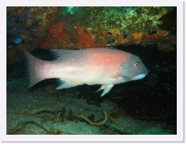 IMG_0494 * California Sheephead * 3264 x 2448 * (2.14MB)