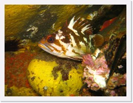 IMG_0617 * Gopher Rockfish * 3264 x 2448 * (2.19MB)