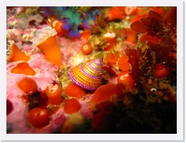 IMG_0639 * Blue-Ring Top Snail and Club Tipped Anenomes * 3264 x 2448 * (1.64MB)