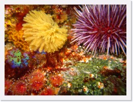 IMG_0674 * Feather Duster Worm and Purple Sea Urchin * 3264 x 2448 * (2.26MB)